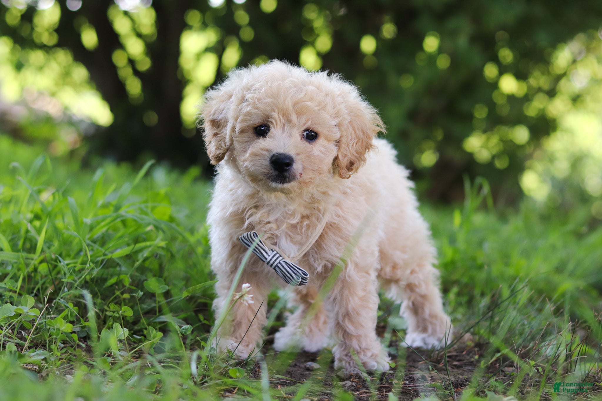 Bichpoo dogs Scooter - Ad 2