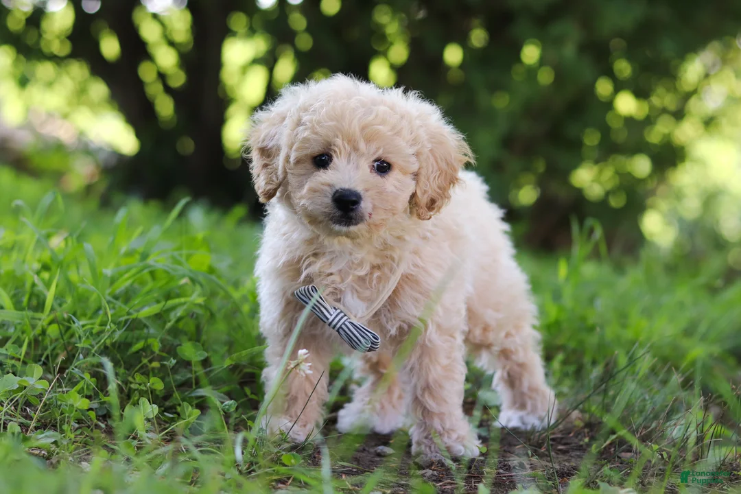 Bichpoo dogs for sale: Scooter - Ad 2