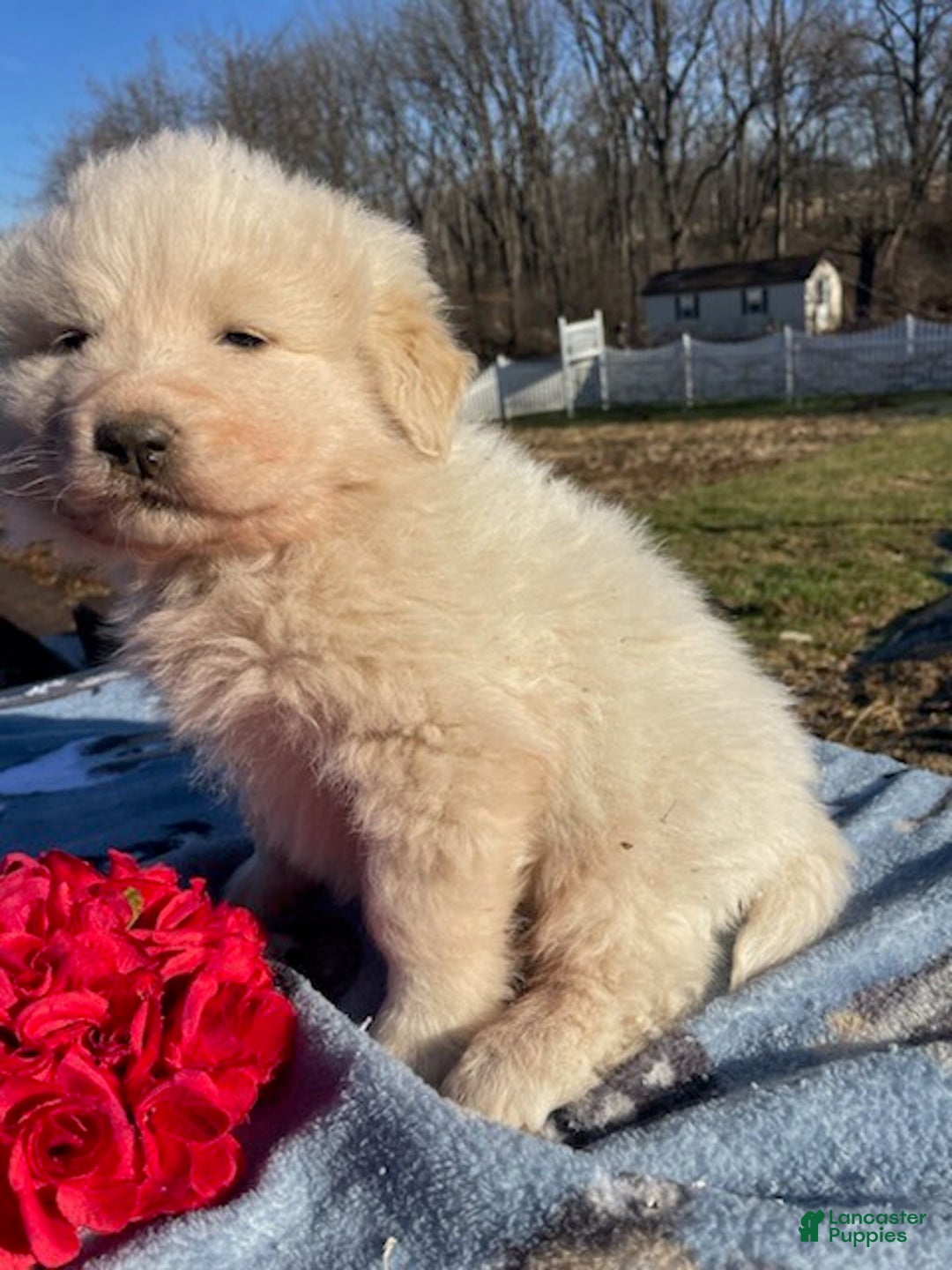 Great Pyrenees dogs for sale: Fonzie - Ad 2