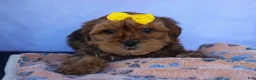 Shorkie dogs for sale: RANDY - Ad 8