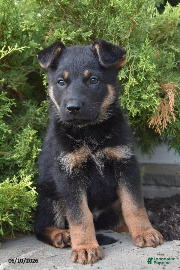 Mixed Breed dogs Kameron - Ad 1