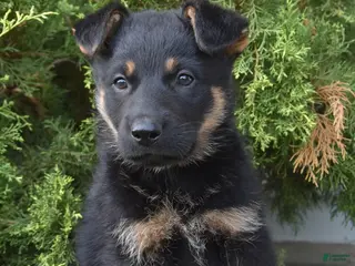 Mixed Breed dogs for sale: Kameron - Ad 4