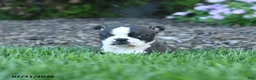 Boston Terrier dogs for sale: Homer - Ad 3