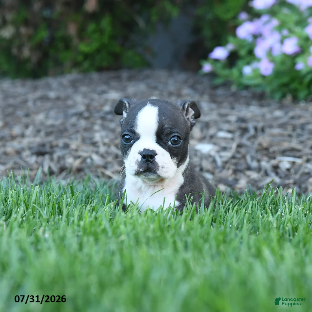 Boston Terrier dogs for sale: Homer - Ad 3