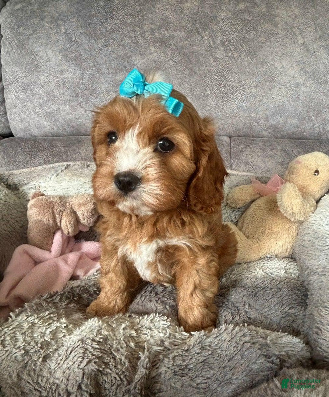 Cavapoo dogs for sale: Bella - Ad 7