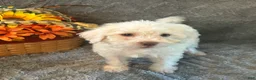 Shihpoo dogs for sale: Nick - Ad 4
