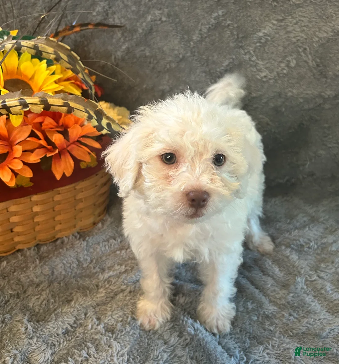 Shihpoo dogs for sale: Nick - Ad 4