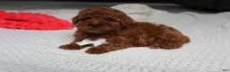 Toy Poodle dogs for sale: Theo - Ad 5