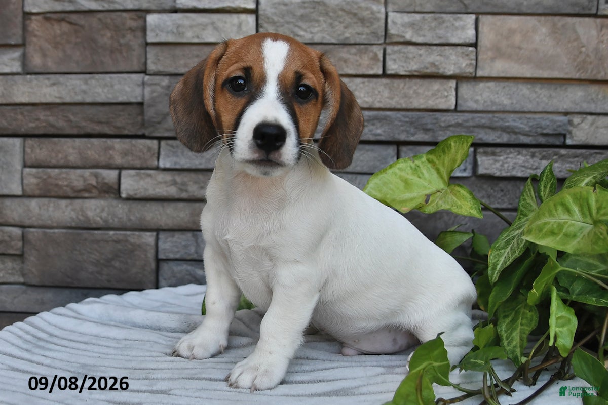 Jack Russell Terrier dogs Banjo - Ad 1