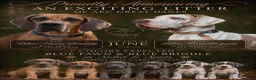 Great Dane dogs for sale: Rose - Ad 4
