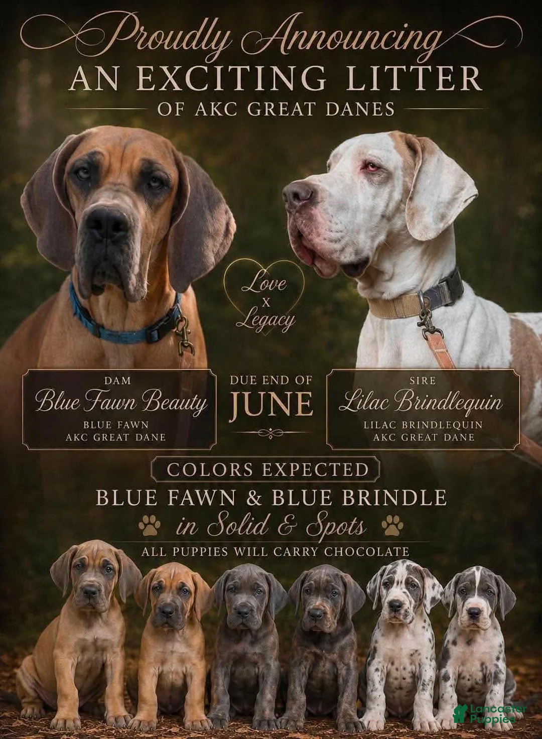Great Dane dogs for sale: Rose - Ad 4