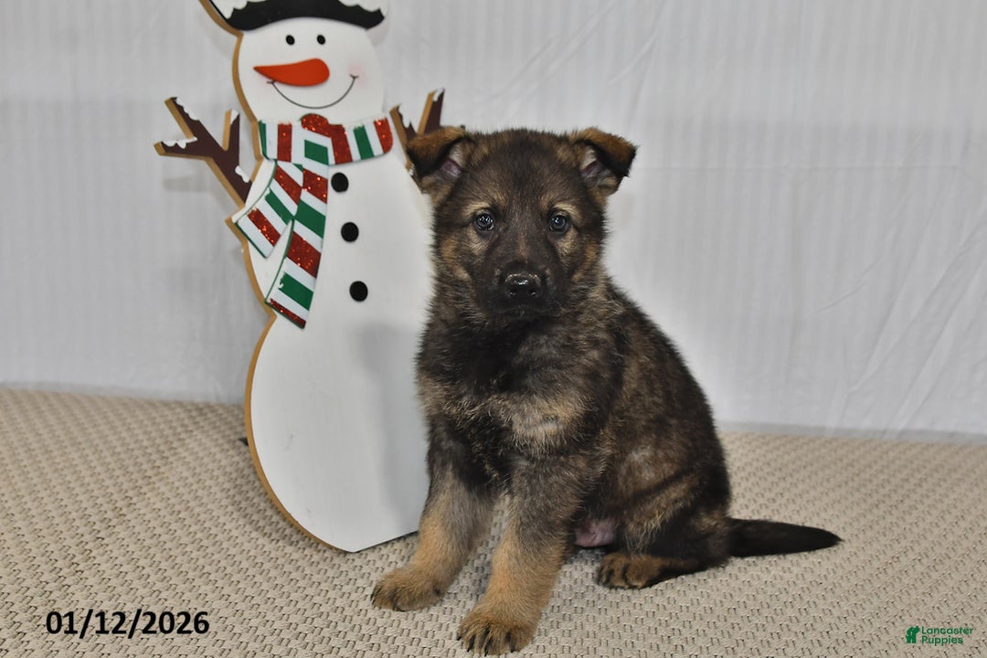 German Shepherd dogs for sale: Bentley - Ad 4