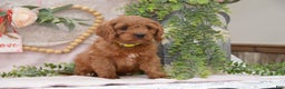 Cavapoo dogs for sale: Jeffrey - Ad 1