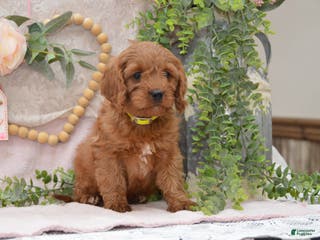 Cavapoo dogs Jeffrey - Ad 30