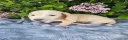 Dachshund dogs for sale: Dexter - Ad 8