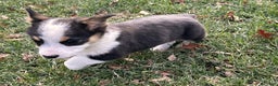 Welsh Corgi Pembroke dogs for sale: Banner - Ad 13