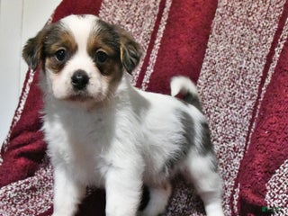 Mixed Breed dogs Bentley - Ad 27