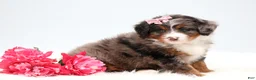 Mini Bernedoodle dogs for sale: Cherish  - Ad 3