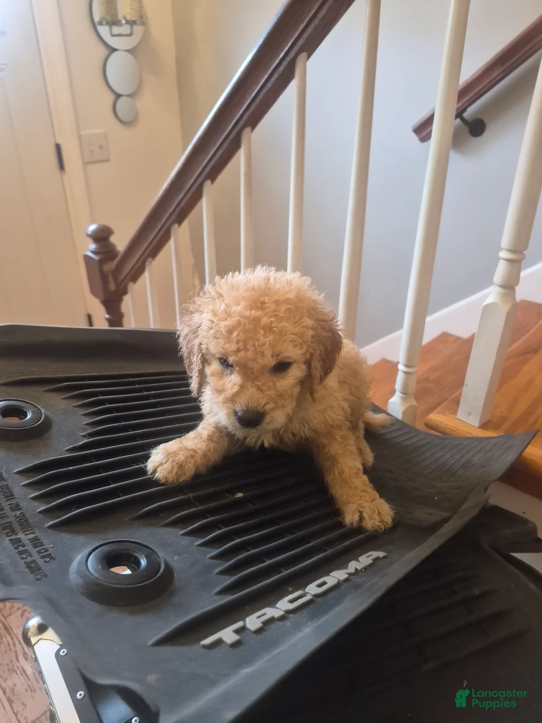 Goldendoodle dogs for sale:  Puppy 8 - Ad 1
