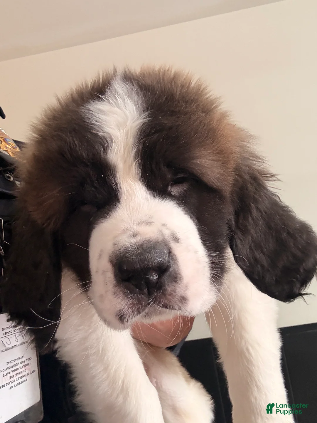 Saint Bernard dogs for sale: Saint Bernard Puppy 1 - Ad 1