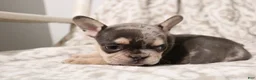 French Bulldog dogs for sale: Lars - Ad 13