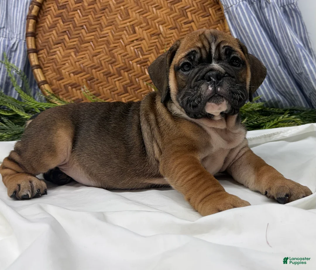 English Bulldog dogs for sale: Sophie - Ad 4