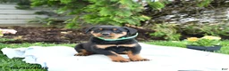Rottweiler dogs for sale: Vixen - Ad 2