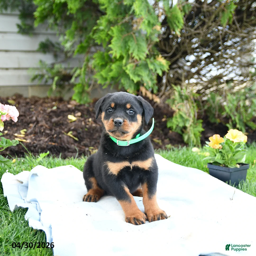 Rottweiler dogs for sale: Vixen - Ad 2