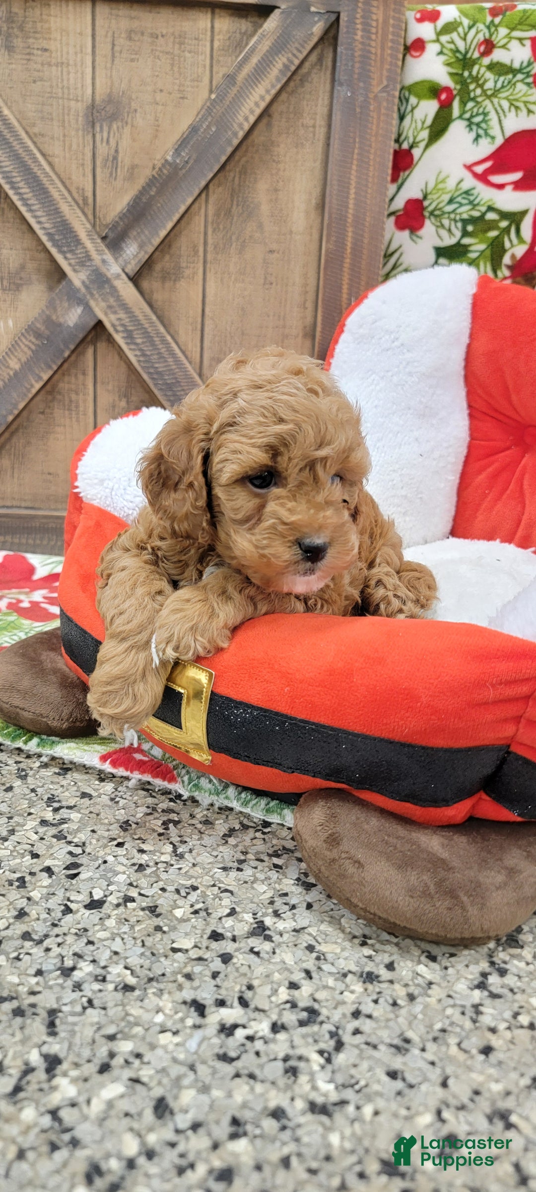 Cavapoo dogs for sale: Santa - Ad 5