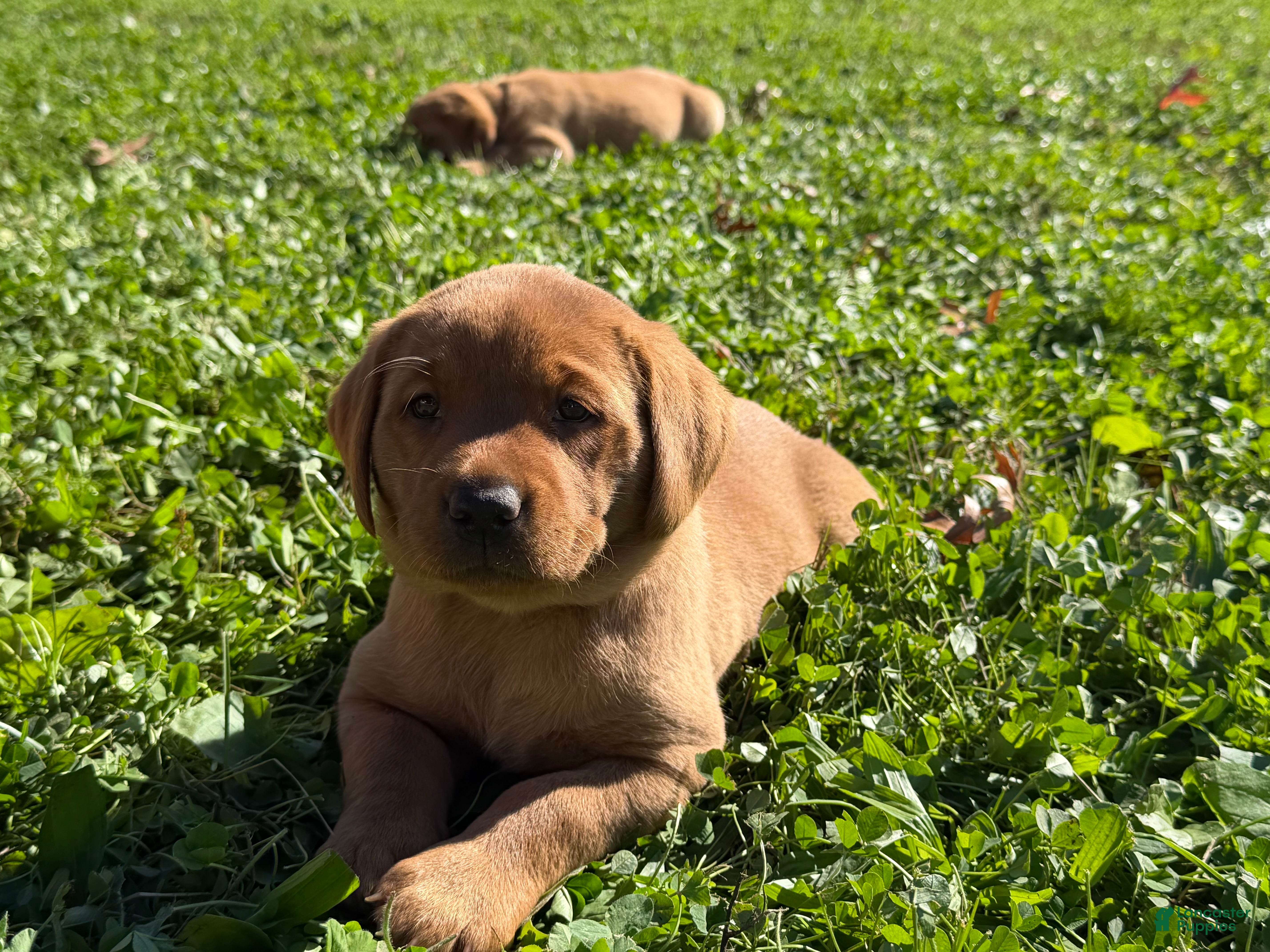 Labrador Retriever dogs Roxy - Ad 1