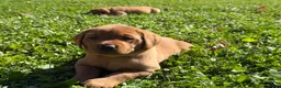 Labrador Retriever dogs for sale: Roxy - Ad 1