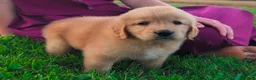 Golden Retriever dogs for sale: Katalina - Ad 3