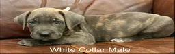 Cane Corso dogs for sale: Cane Corso M White Collar Puppy  - Ad 4