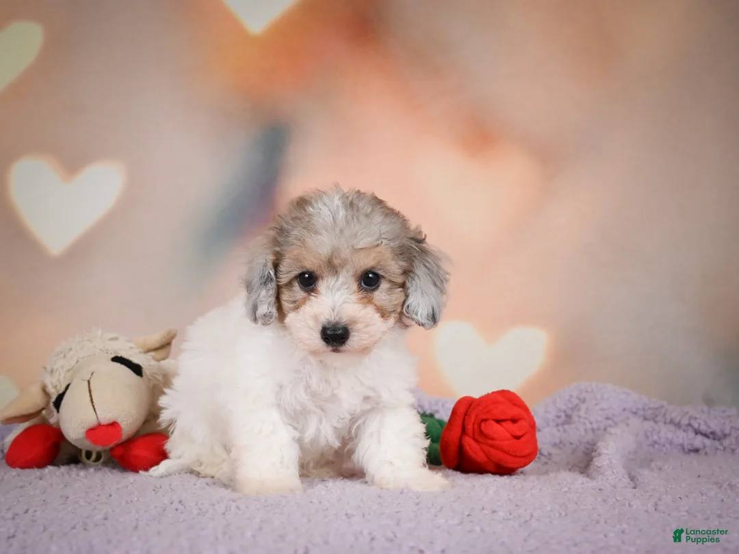Maltipoo dogs for sale: Jasper - Ad 1