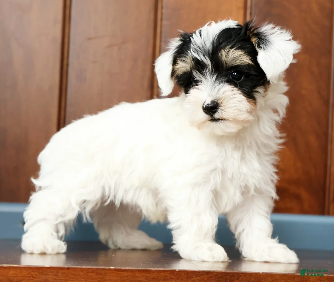 Yorkiepoo dogs for sale: Buck - Ad 1