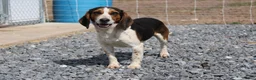 Beagle dogs for sale: Elikhana - Ad 14