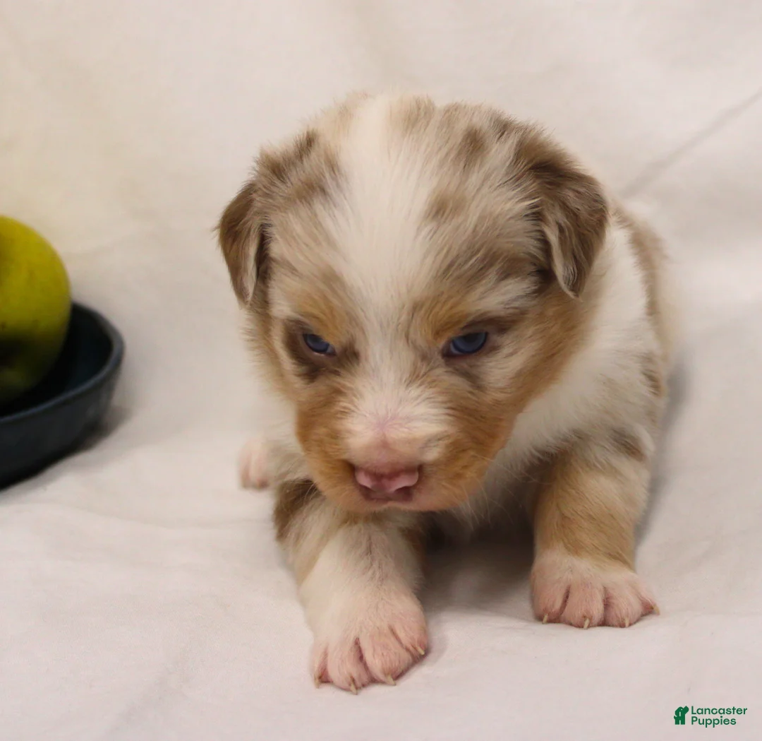 Australian Shepherd dogs for sale: Pazazz - Ad 3