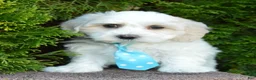 Maltipoo dogs for sale: Max - Ad 7