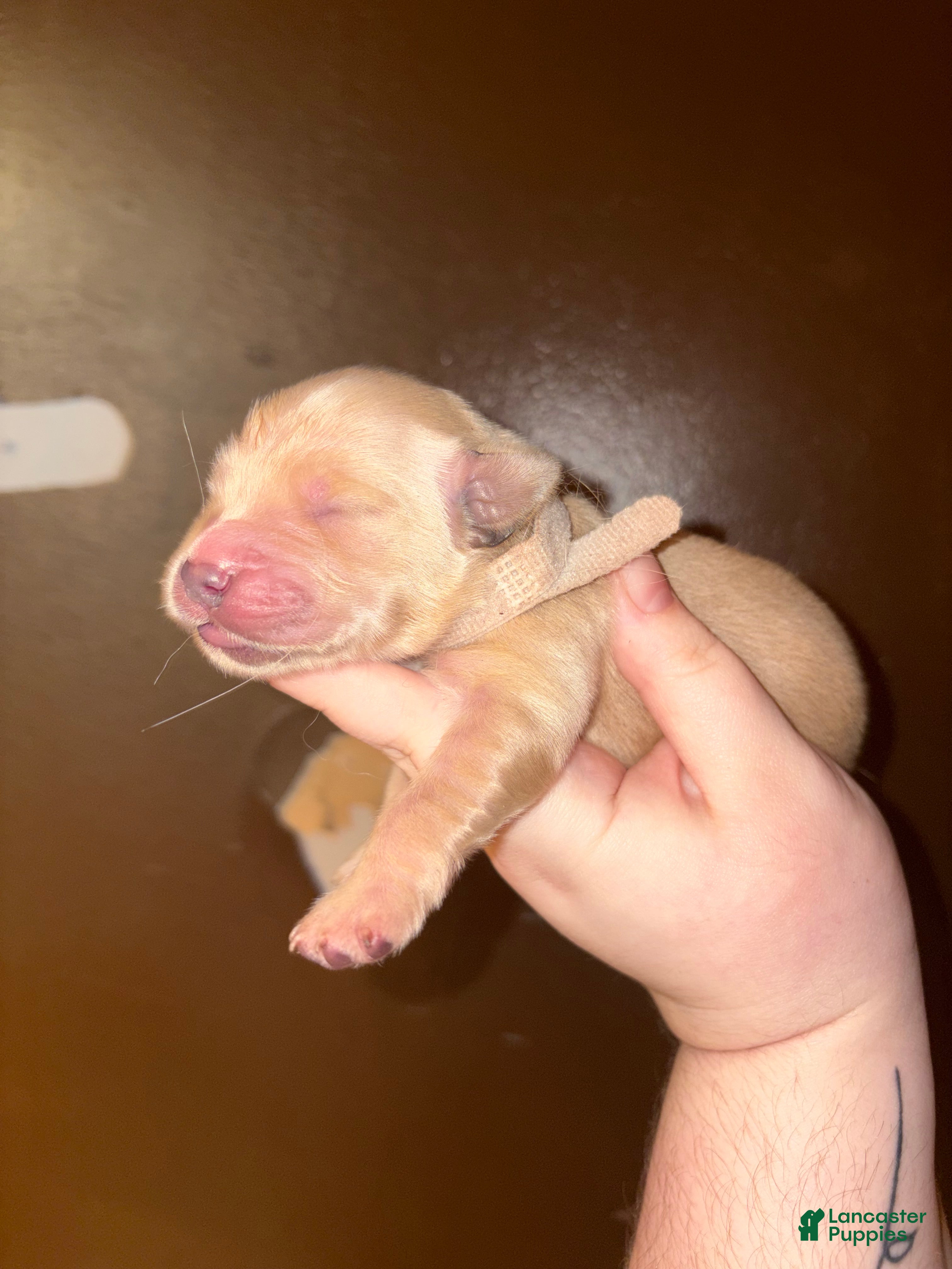 Golden Retriever dogs Biscotti - Ad 11