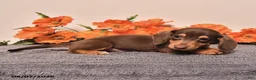 Miniature Dachshund dogs for sale: Ike - Ad 4