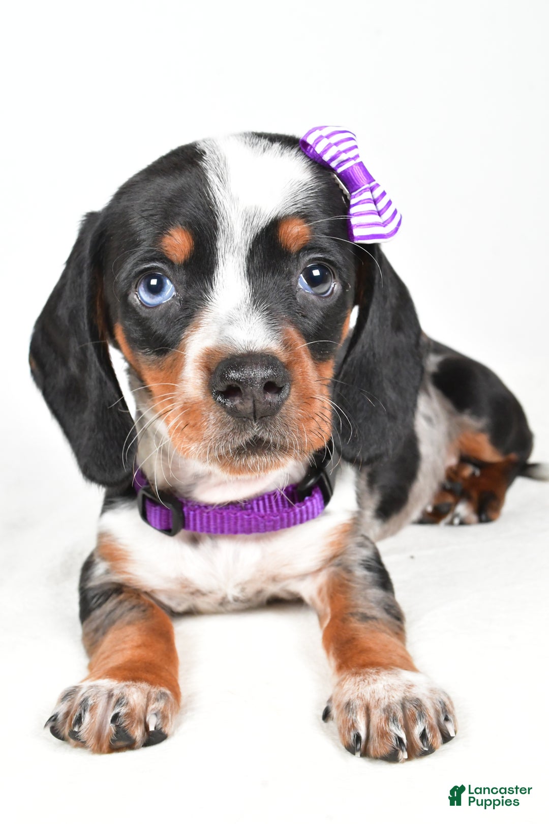 Miniature Dachshund dogs for sale: Katie - Ad 6