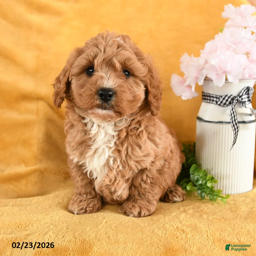 Cavapoo dogs for sale: Coral - Ad 3