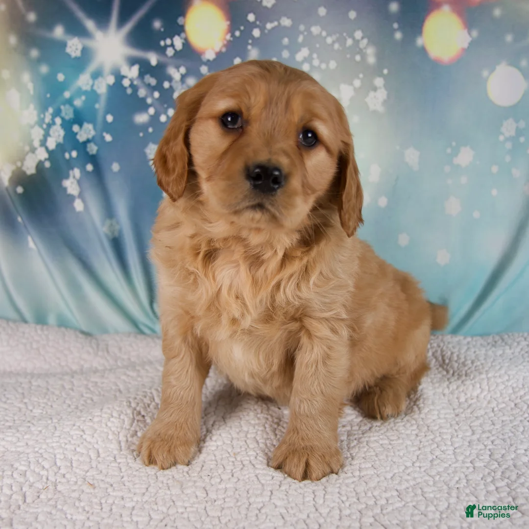 Mixed Breed dogs for sale: Jasper - Ad 7