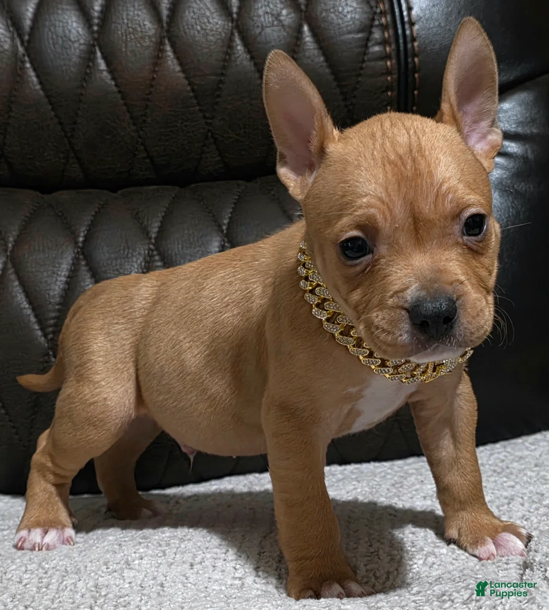 American Pit Bull Terrier dogs for sale: Pluto - Ad 4