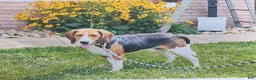 Beagle dogs for sale: Sadie - Ad 6