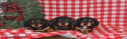Miniature Dachshund dogs for sale: Buttons - Ad 5