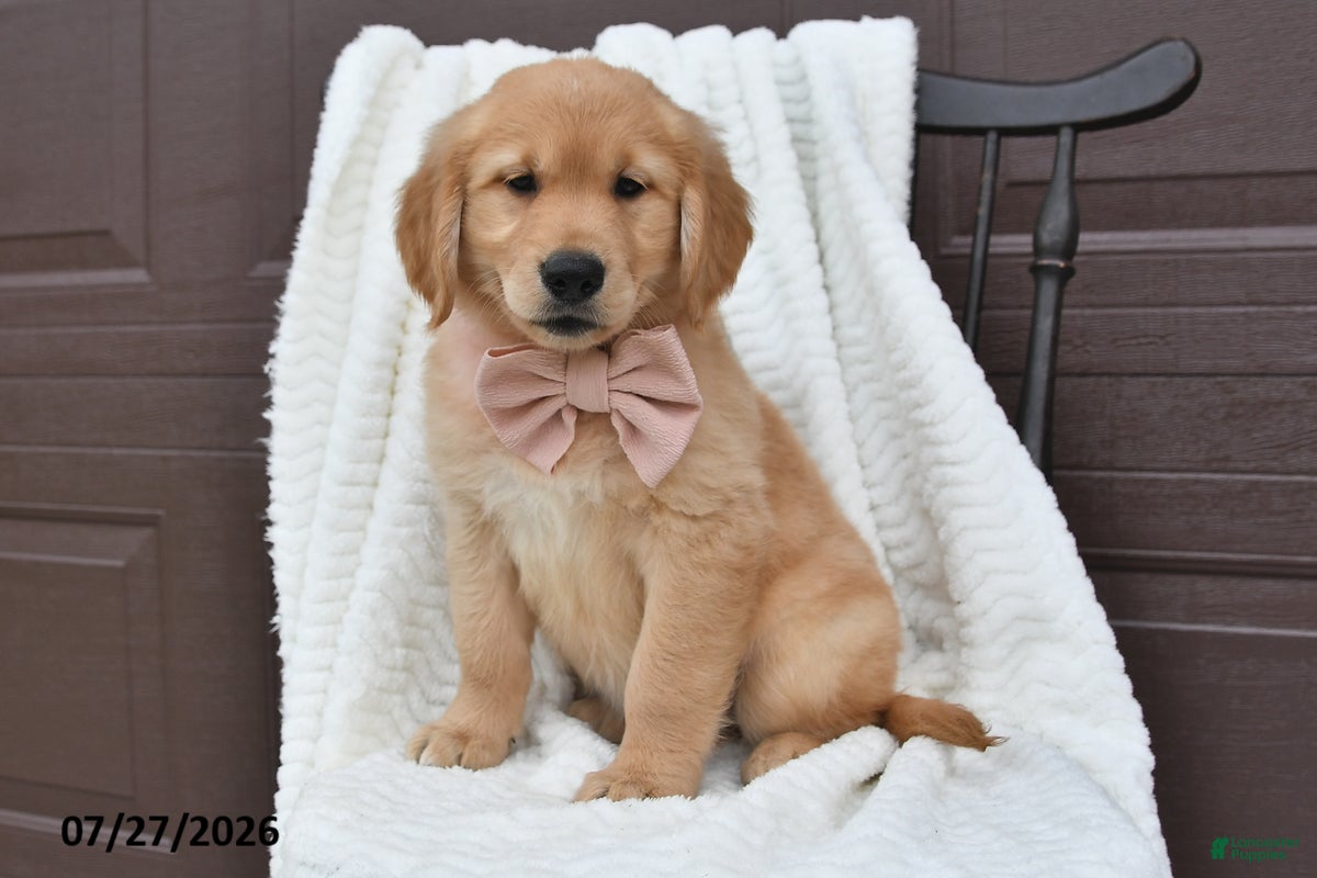 Golden Retriever dogs Chloe - Ad 1