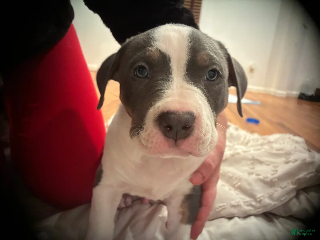 American Bully dogs for sale: Norman "Chubsy-Ubsy" - Ad 1