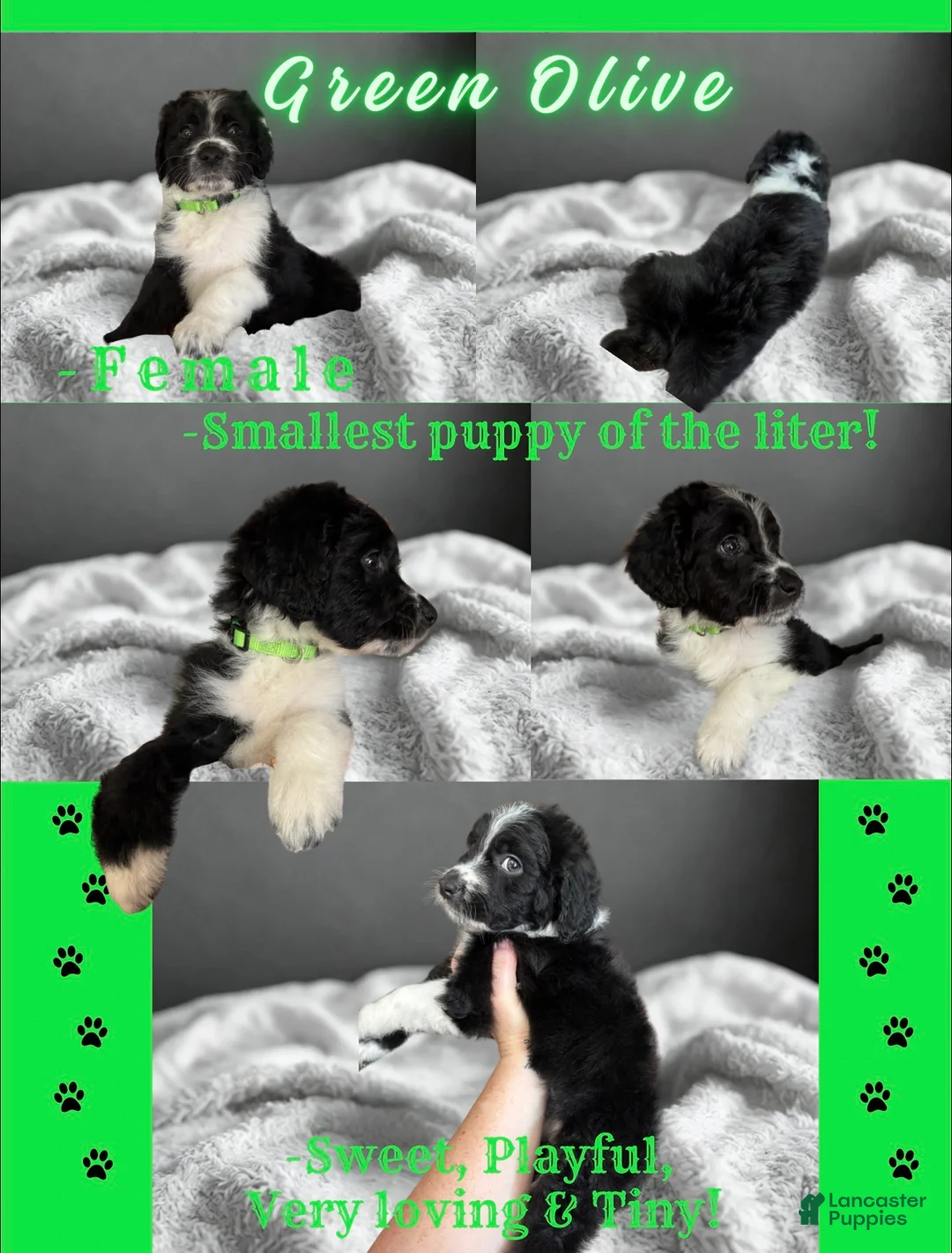 Aussiedoodle dogs for sale: Green Olive (Green) - Ad 2