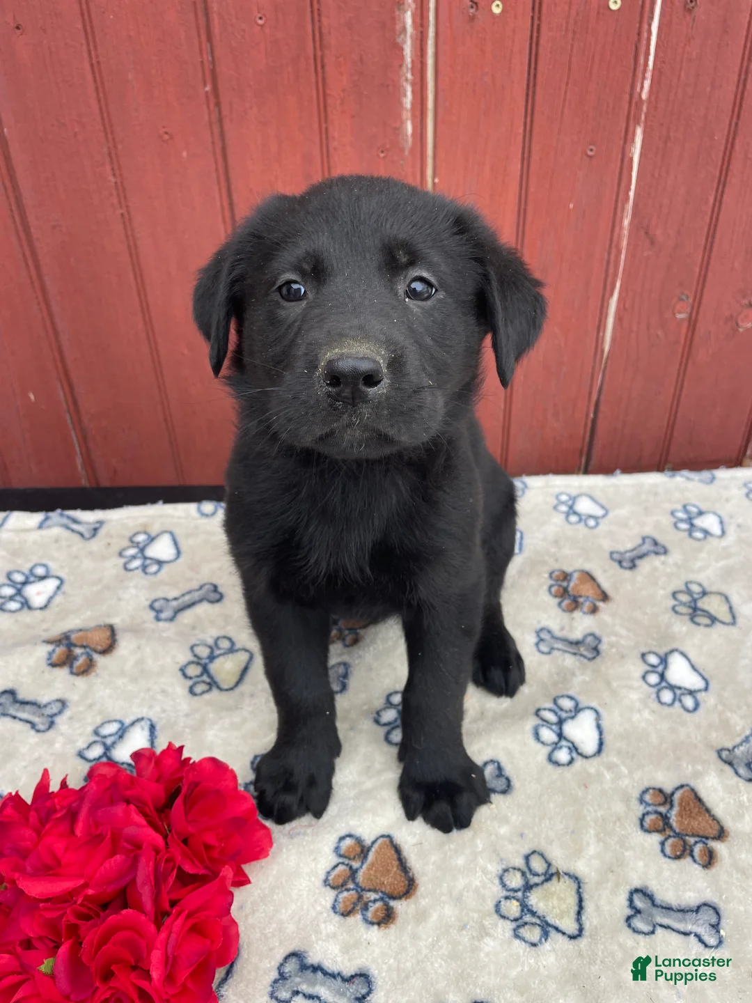 Sheprador dogs for sale: Millie - Ad 2